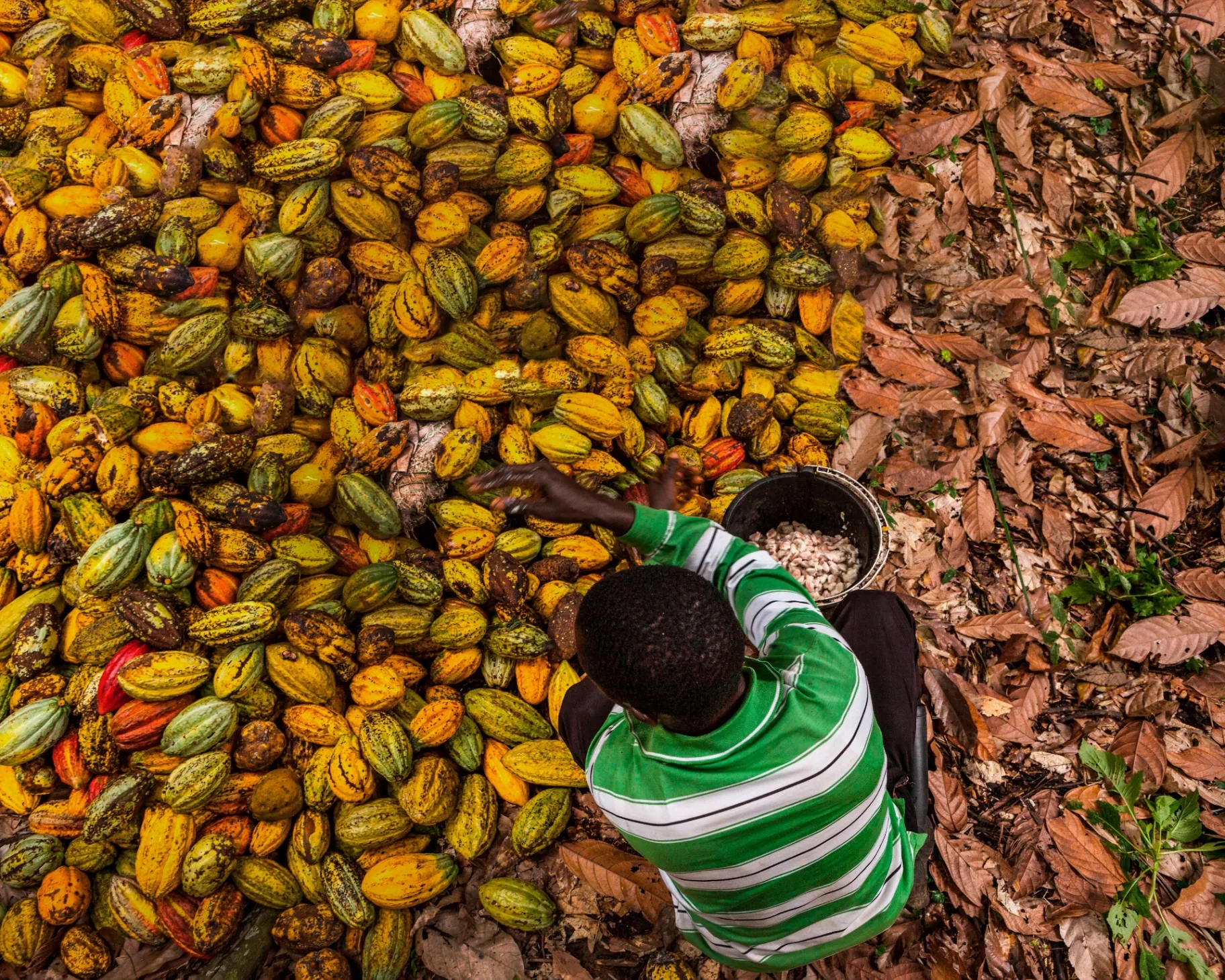 COTRANET Cocoa Export